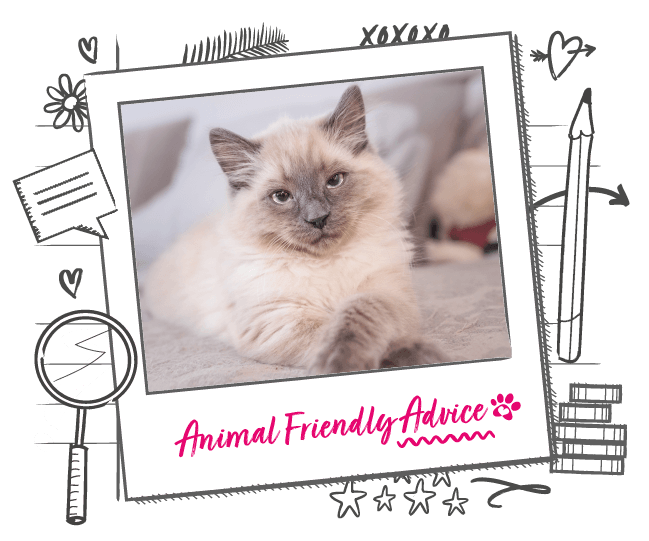 Cat Owner Checklist Animal Friends