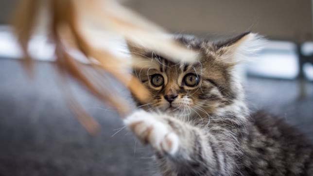 Kittens are at the highest risk of catching Feline Leukaemia FeLV, because their immune systems aren’t fully developed