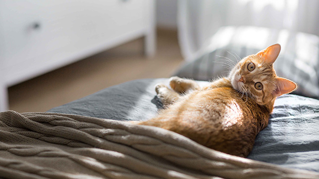 Ginger and white cat on a bed