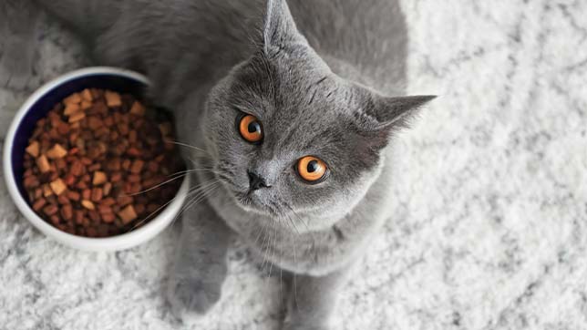 What to Do When your Cat is Not Eating | Animal Friends