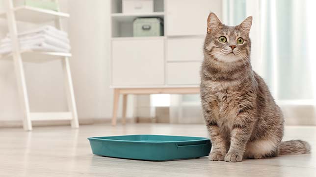 why is my cat not using it's litter box?