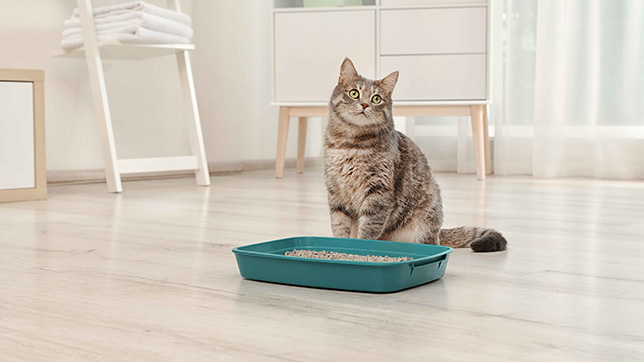 Kitten sat by a litter tray