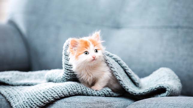 Kitten Proofing your home