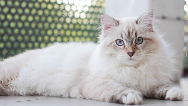 Cat with white fur