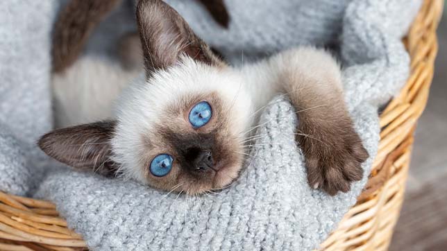 Cats sales protection cattery