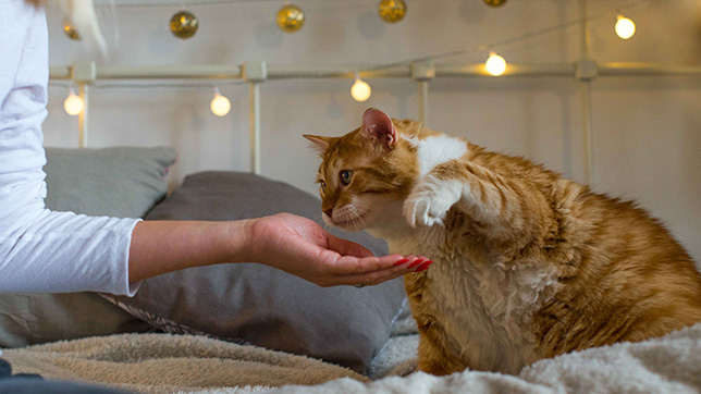 Cat being fed by hand