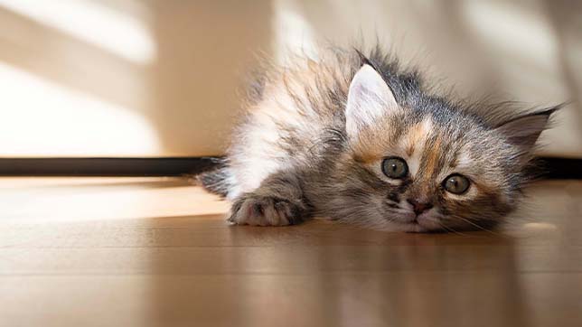 Heatstroke happens in younger cats as they are not so capable of regulating their body temperature