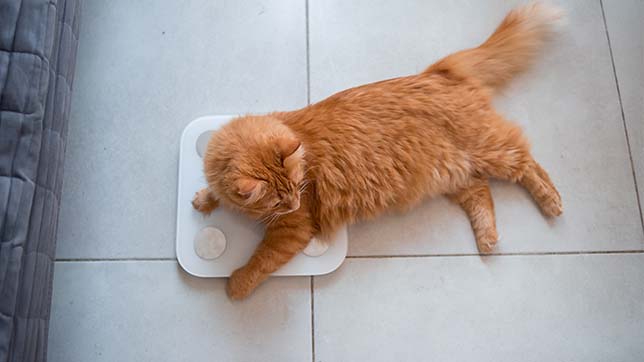 Learn how to weigh your pet at home