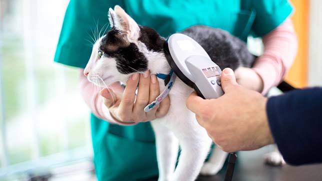 Vet checking for a cat microchip with a hand-held scanner
