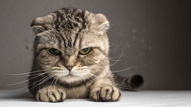Picture of a cat