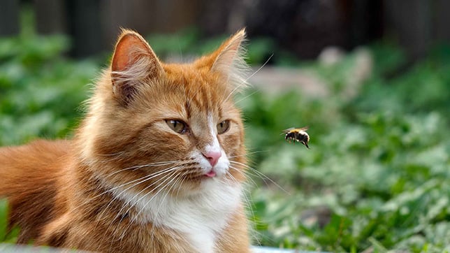 Ginger and white cat sat in the garden