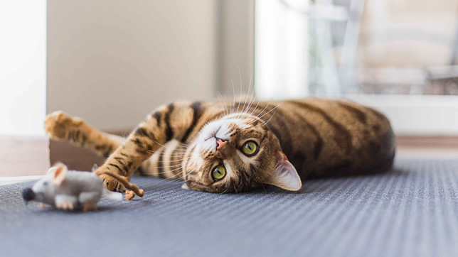 Cat playing with a toy