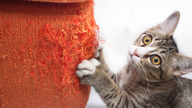 how to stop a cat from scratching you