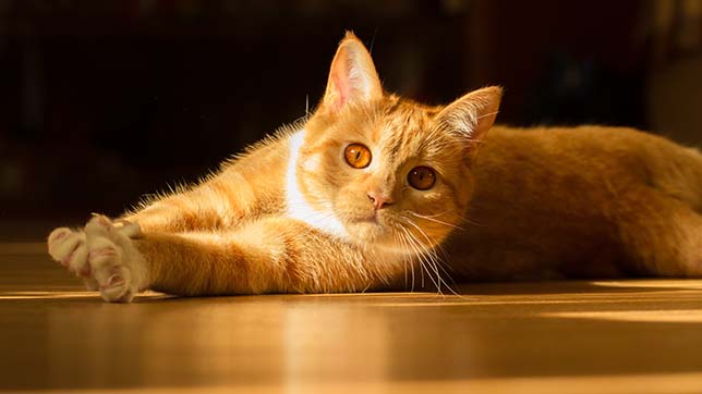 Heatstroke in older cats