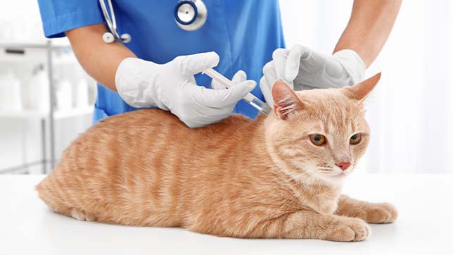 Getting your kitten vaccinated will help protect them against diseases, many of which can be life threatening