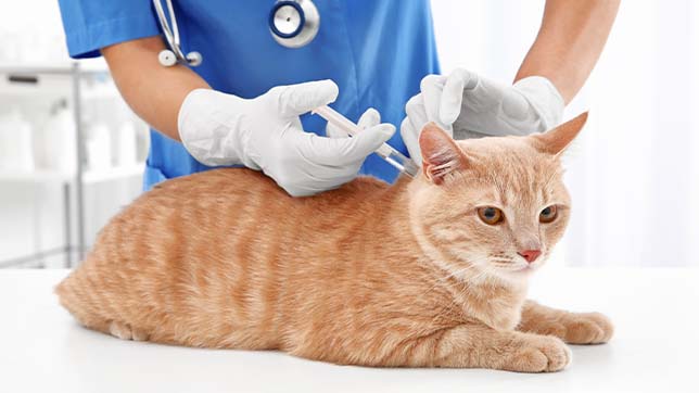 Cost of sales kitten vaccinations uk