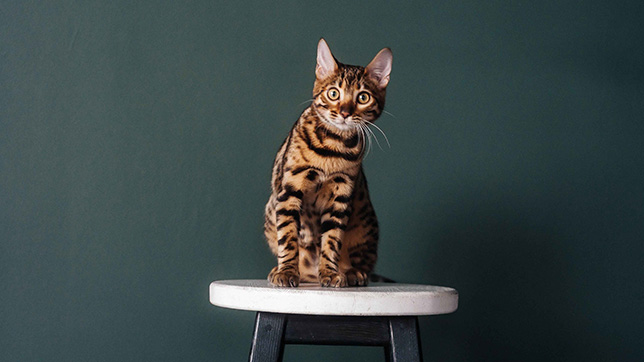 Bengal cat sat on a stool