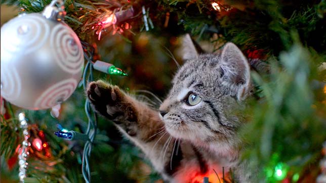Cat and decorations