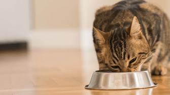Demonteer afdeling Vergelijken What Can I Feed my Cat when I've Run Out of Cat Food? | Animal Friends