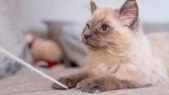 A young Ragdoll cat
