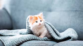 Kitten proofing sales