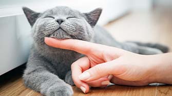 A grey cat enjoys an under chin scratch from a human