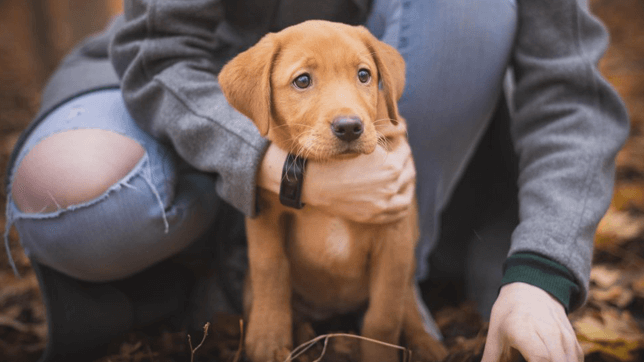 Welcoming a New Puppy into your Home