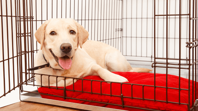 Puppy Crate Training.