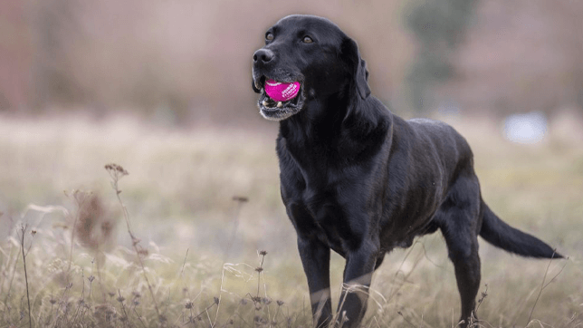 Balls are good dog training aids for pet owners.