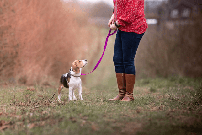 Successful training depends on understanding dog psychology