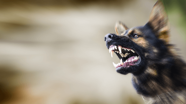 A dog displaying aggressive behaviour
