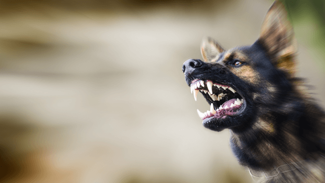 what defines an aggressive dog