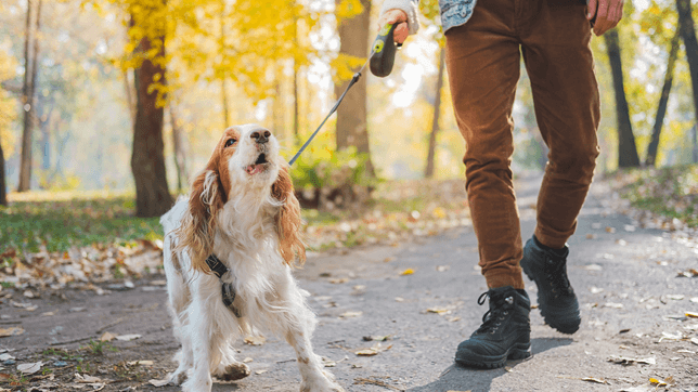 The act of barking can convey many different communication signals