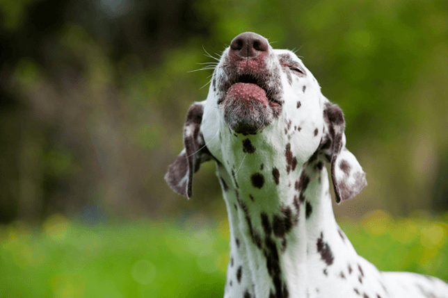 The key to stopping the barking is to assess the reason, then take the appropriate remedial action