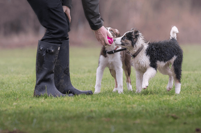 Puppies learning to socialise