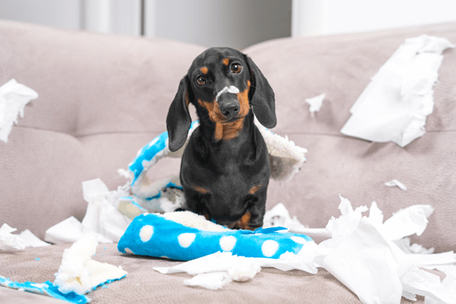 A dachshund chewing cushions
