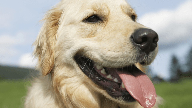 Panting has both physiological and psychological causes