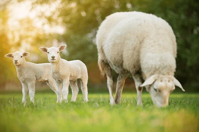 Never allow you dog to worry livestock