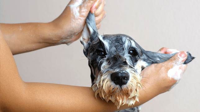 Five tops tips- How to wash your pet.