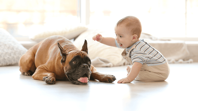 A Guide on Dogs and Babies.