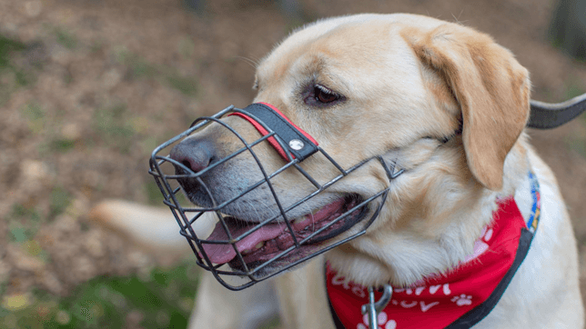Muzzle usage is not restricted to dangerous dogs only, they can have many beneficial uses