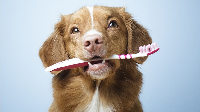 Brush your dogs teeth with a specially-designed dog toothbrush, not one for humans! 