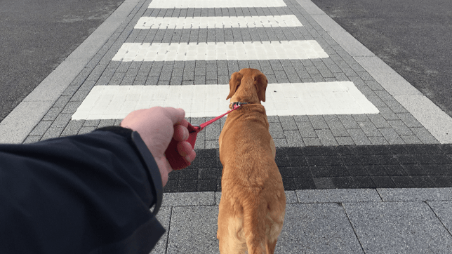 Dogs and Traffic.