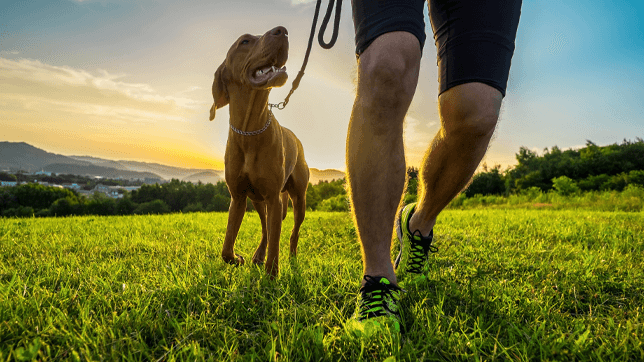 Exercising With Your Dog.