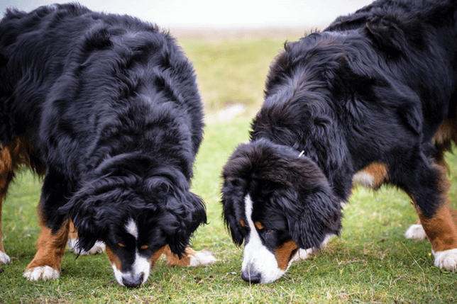 Two dogs sniffing