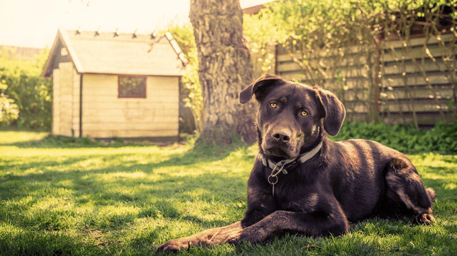 Keeping your pets safe in the garden this summer.
