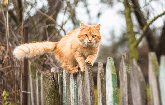 Cat on a fence