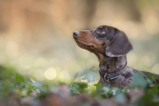 A Dachshund, body language and emotions.