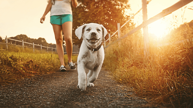 Summer dog walk safety with a puppy