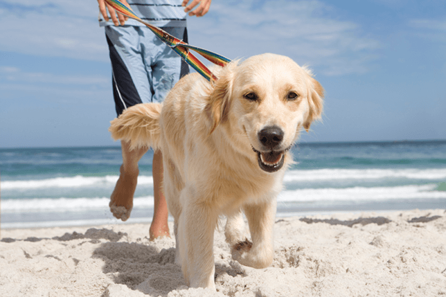 A summer dog walk on the beach